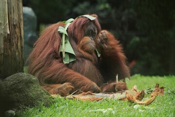 a sumatran orangutan is seen sitting sadly