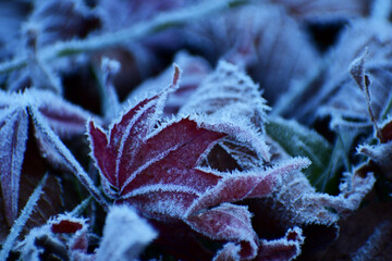 落葉したモミジに霜