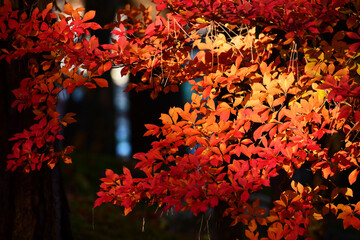 朝のドウダンツツジの紅葉