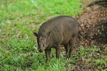 a babirusa standing in the grass looking around