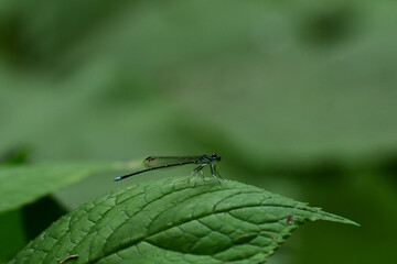 大きな葉っぱに止まるイトトンボ