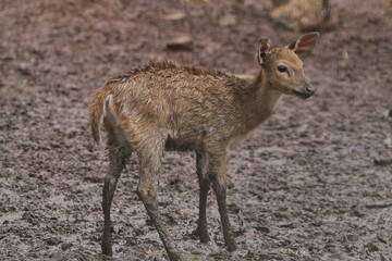 an axis deer is seen standing on muddy ground