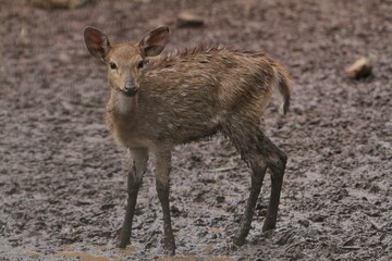 Fototapeta premium an axis deer is seen standing on muddy ground