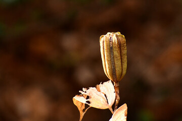 秋のヤマユリの種