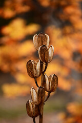 晩秋のオオウバユリの種