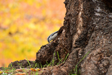 桜の根元で虫を探すゴジュウカラ