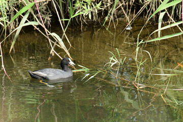 川岸で草を食べるオオバン