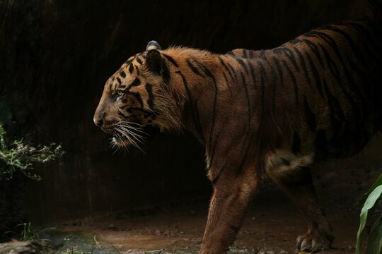 side view of a sumatran tiger standing in the dark