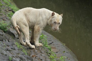 A white tiger walks around on the edge of the pond