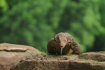 salvator lizard with protruding tongue crawling forward