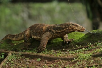 Salvator lizard roaming the field in the morning