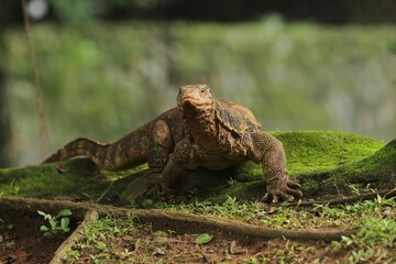 Salvator lizard roaming the field in the morning
