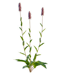 Bistorta officinalis tree front view, transparent background, 4k cutout, isolate, Lush green foliage close-up, vibrant leaves texture, natural beauty, springtime freshness, detailed botanical