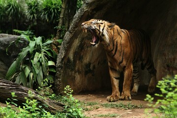 side view of a sumatran tiger standing and roaring