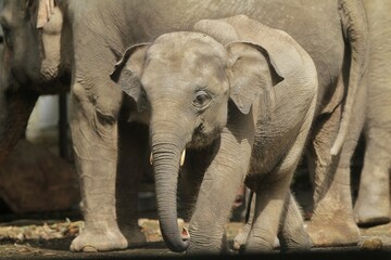 A Sumatran elephant calf is seen walking with its mother.