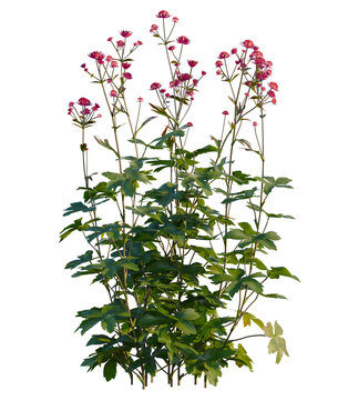 Astrantia major tree front view, transparent background, 4k cutout, isolate, Close-up of vibrant pink wildflowers in a meadow, blooming in spring, floral beauty