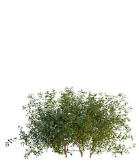 Obraz premium Fuchsia magellanica tree front view, transparent background, 4k cutout, isolate, Blooming bougainvillea flowers, vibrant tropical plants, colorful garden flowers, stunning floral background