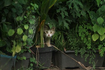 a cat peeking out from the leaves