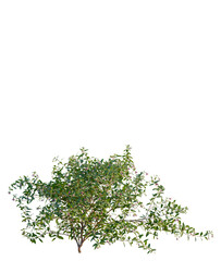 Obraz premium Fuchsia magellanica tree front view, transparent background, 4k cutout, isolate, Blooming pink flowers on a lush green bush, springtime floral beauty, vibrant nature close-up