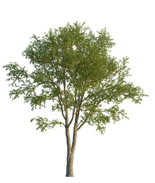 Gleditsia triacanthos tree front view, transparent background, 4k cutout, isolate, Scenic view of beautiful lush green hills and mountains, landscape photography, nature background