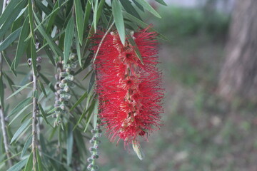 Callistemon © Parakhat