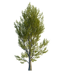 Obraz premium Populus nigra tree front view, transparent background, 4k cutout, isolate, Lush green forest landscape, vibrant foliage, dense woodland, nature's beauty, serene and peaceful scenery