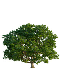 Obraz premium Quercus robur tree front view, transparent background, 4k cutout, isolate, Lush green forest canopy, vibrant foliage, natural landscape, scenic view, environmental beauty