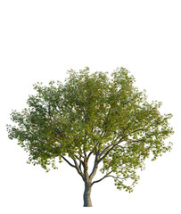 Sorbus aucuparia tree front view, transparent background, 4k cutout, isolate, Lush green trees in a tranquil forest landscape, nature's beauty, vibrant foliage, serene outdoor scenery