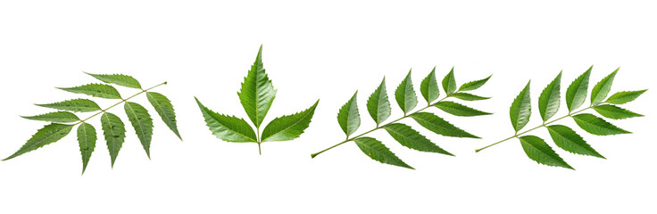Set of Curry Leaves Collection Isolated on Transparent PNG Background, Oil Paint