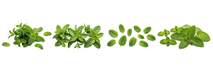 Set of Oregano Leaves Collection Isolated on Transparent PNG Background, Oil Paint