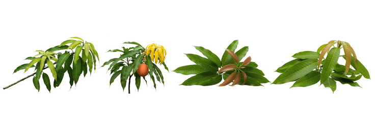 Set of Mango Leaves Collection Isolated on Transparent PNG Background, Oil Paint
