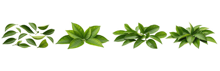 Set of Tea Leaves Collection Isolated on Transparent PNG Background, Oil Paint