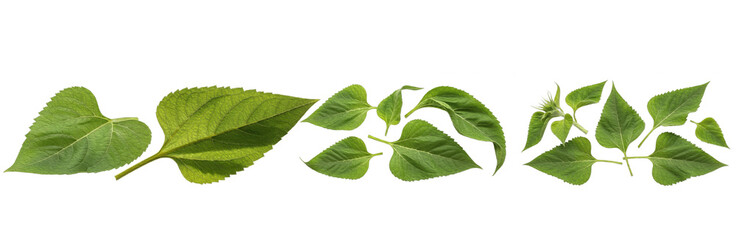 Set of Hibiscus Leaves Tropical Botanical Collection isolated on transparent png background, oil paint