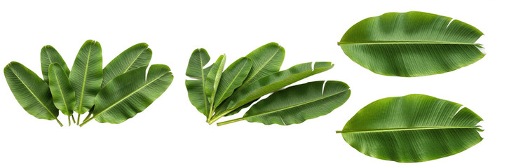 Set of Banana Leaves Tropical Botanical Collection isolated on transparent png background, oil paint