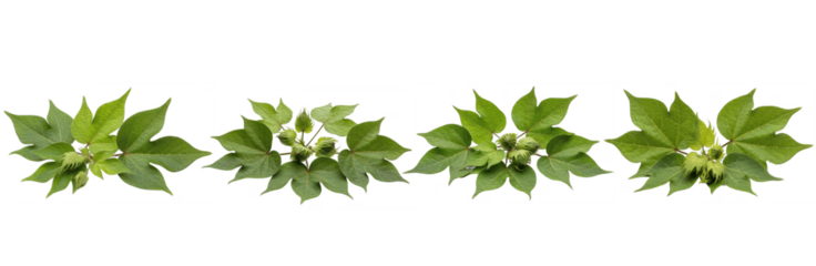 Set of Fresh Green Leaves Botanical Bundle isolated on transparent png background, oil paint