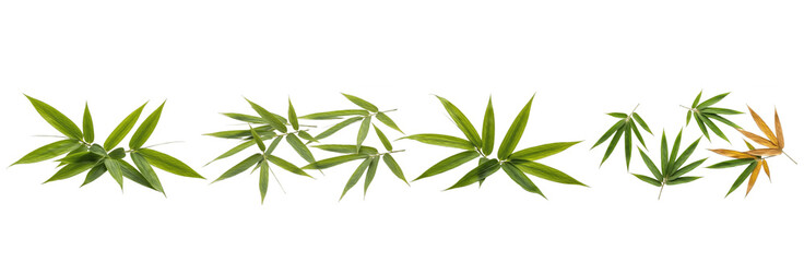 Set of Bamboo Leaves Botanical Collection isolated on transparent png background, oil paint