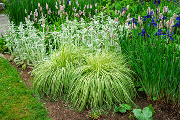 Perennial border with ornamental grass, Siberian iris and lamb's ear.