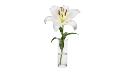 Single White Lily Flower in a Clear Glass Vase with Water on a White Background