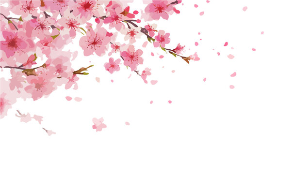 Vetor delicado de flores de cerejeira rosa em aquarela com p&eacute;talas caindo sobre fundo branco.