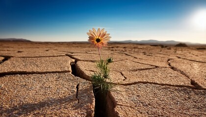 A Single Flower Growing In A Crack In The Desert