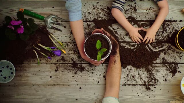 Family nurturing young plants. Family doing a gardening project. Parents learning child growing planting. Family teamwork with soil and seedlings. Family planting new life in soil.