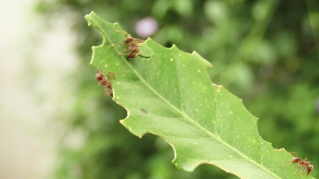 Closeup video of leafcutter ants over citrus leaf. Ants cutting a citrus leaf. Defoliation of citrus leaves by leafcutter ants.