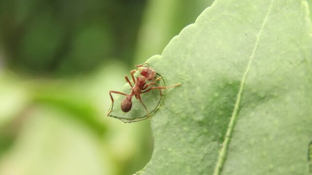 Closeup video of leafcutter ants over citrus leaf. Ants cutting a citrus leaf. Defoliation of citrus leaves by leafcutter ants.