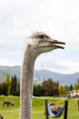 Close-Up of Ostrich Head with Detailed Feathers