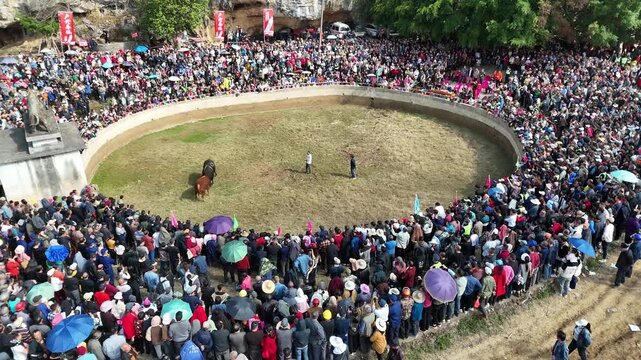 Miao (or applicable ethnic) Bullfighting Ceremony with Enormous Crowd