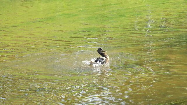Duck bathes in the river, slow motion video