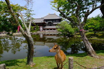 東大寺大仏殿と鹿　奈良県