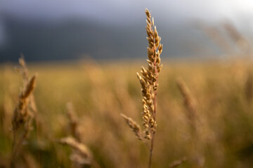 Summer Sunset Illuminating Green Meadow