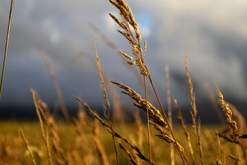 Fototapeta premium Golden Sunset Over Rolling Grassland