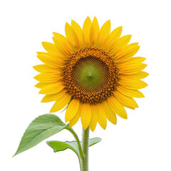Fototapeta premium Bright sunflower isolated on transparent background